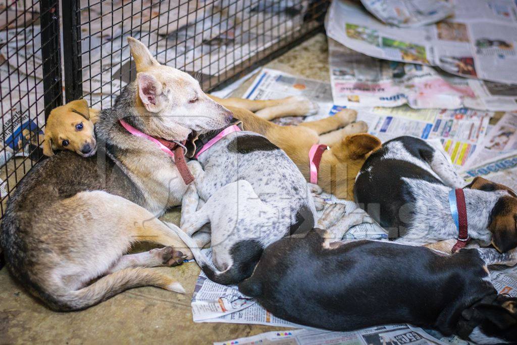 Dogs and puppies at adoption camp waiting to be adopted