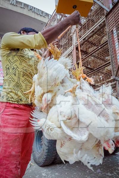 Broiler chickens hanging upside down being unloaded from transport trucks near Crawford meat market in Mumbai