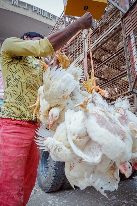 Broiler chickens hanging upside down being unloaded from transport trucks near Crawford meat market in Mumbai