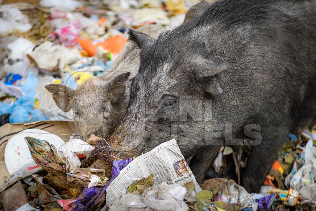 Indian urban or feral pigs scavenging for food in pile of garbage and waste in a street in Jaipur, India, 2022