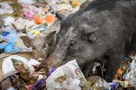 Indian urban or feral pigs scavenging for food in pile of garbage and waste in a street in Jaipur, India, 2022