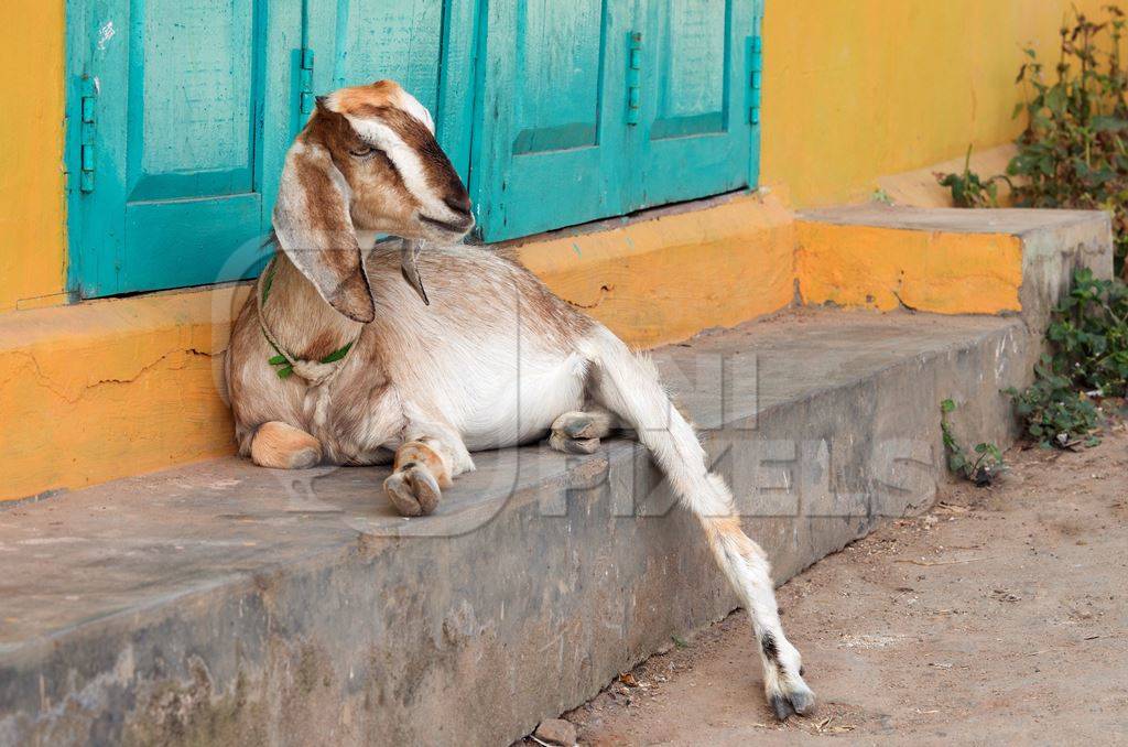 Goat lying on step with yellow and green background
