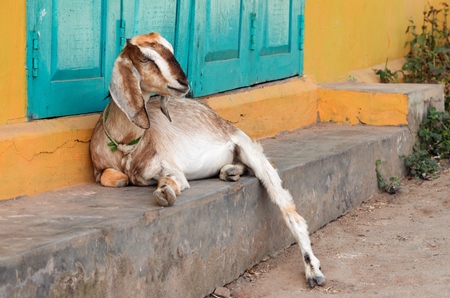 Goat lying on step with yellow and green background