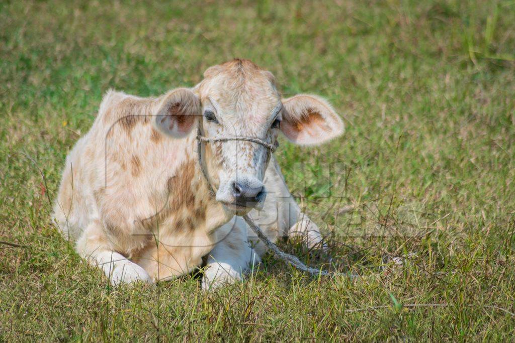 Cow sitting in green field in village in rural Bihar