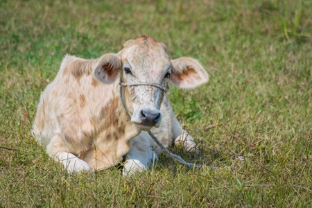Cow sitting in green field in village in rural Bihar
