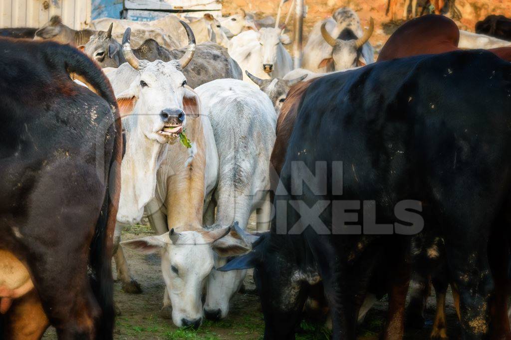 Herd of cows in street in the city of Jaipur