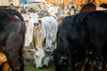 Herd of cows in street in the city of Jaipur