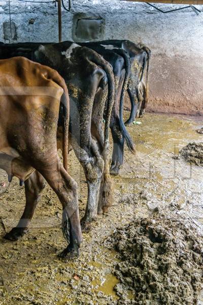 Dairy cows in a dirty stall in an urban dairy