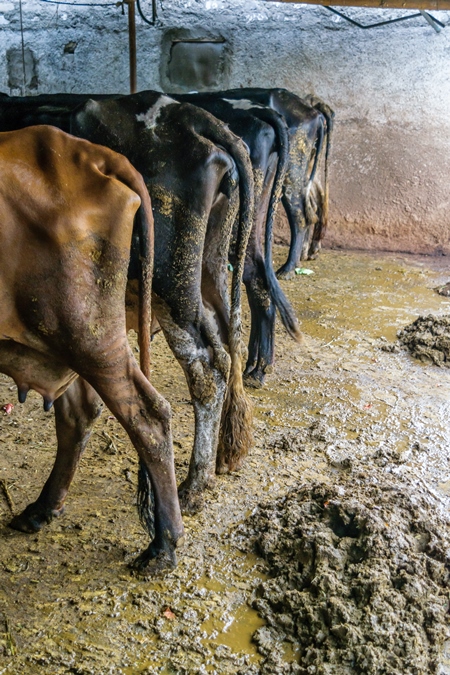 Dairy cows in a dirty stall in an urban dairy