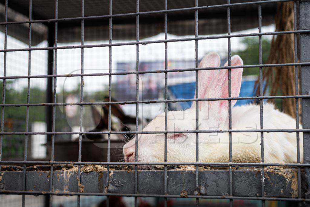 Rabbits on sale in cages at a live animal market on the roadside at Juna Bazaar in Pune, Maharashtra, India, 2021