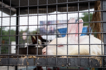 Rabbits on sale in cages at a live animal market on the roadside at Juna Bazaar in Pune, Maharashtra, India, 2021