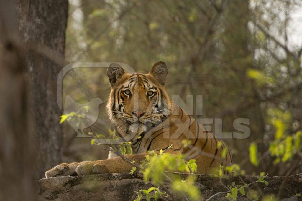 Bengal tiger in forest