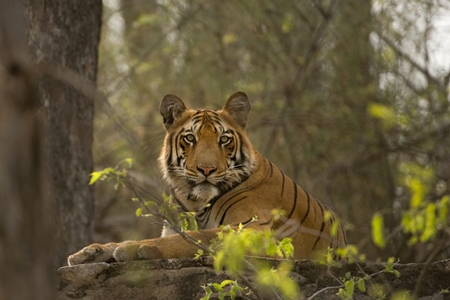 Bengal tiger in forest