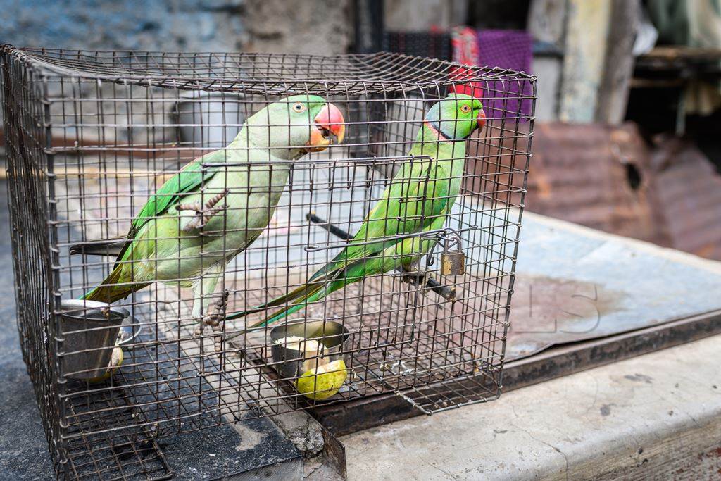 Green Indian Rose Ringed parakeet and Alexandrine parakeet birds held captive illegally in metal cage - see description below, Pune, Maharashtra, 2023