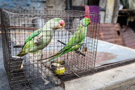 Green Indian Rose Ringed parakeet and Alexandrine parakeet birds held captive illegally in metal cage - see description below, Pune, Maharashtra, 2023