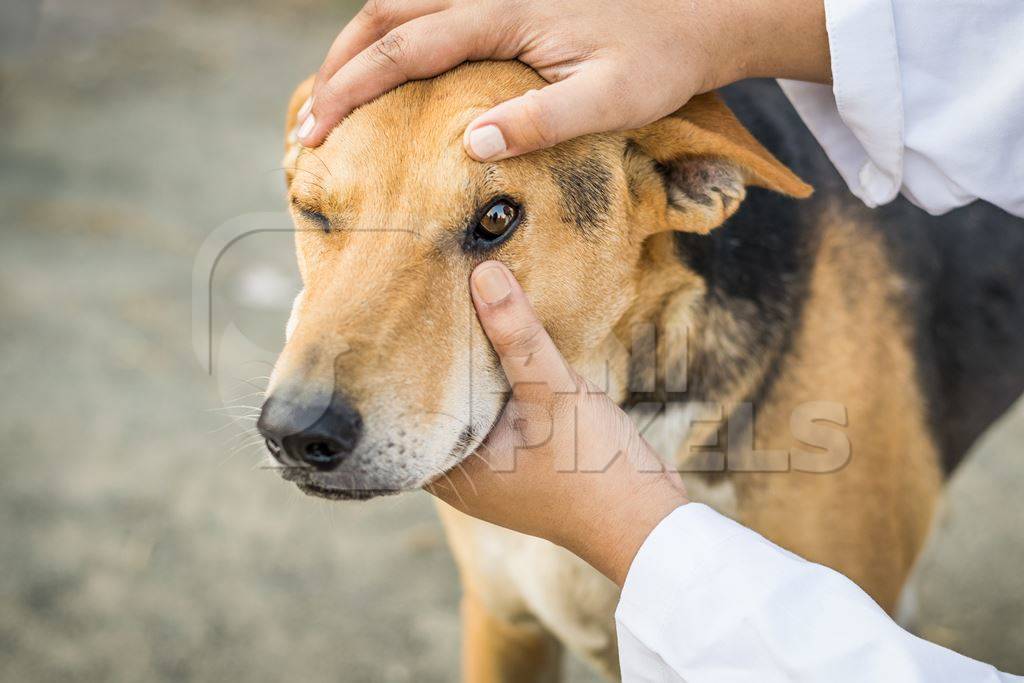 Veterinarian examining the eyes of a street dog