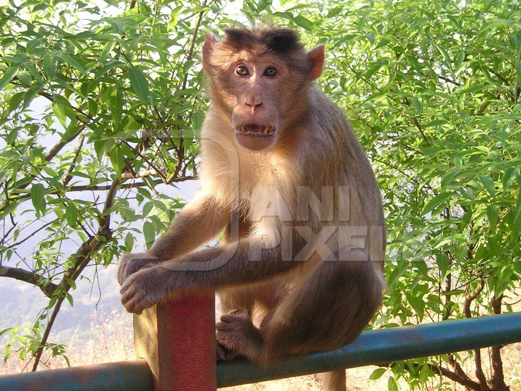 Macaque monkey sitting on railing