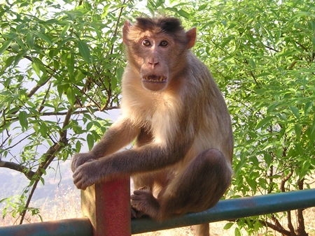 Macaque monkey sitting on railing