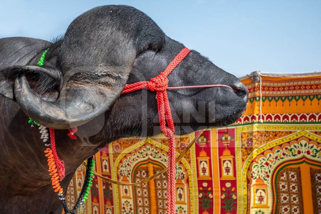 Large jaffarabadi buffalo bull exhibited at Pushkar camel fair with orange background