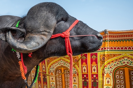 Large jaffarabadi buffalo bull exhibited at Pushkar camel fair with orange background