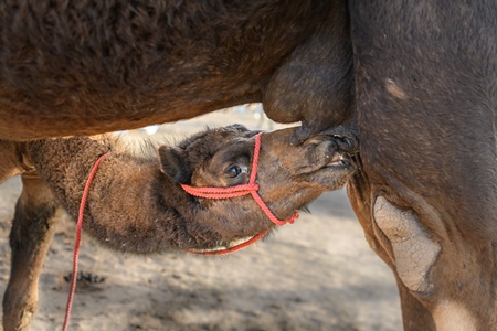 Indian camel calf suckling from mother camel at Nagaur Cattle Fair, Nagaur, Rajasthan, India, 2022