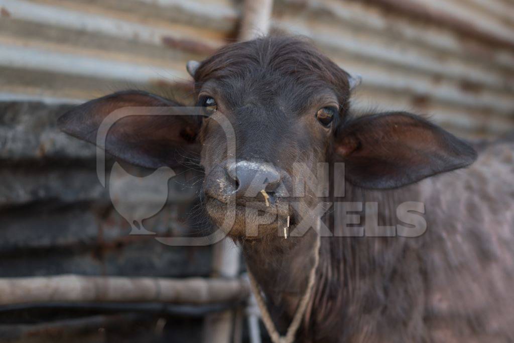 Farmed buffalo calf tied up in an urban dairy in Maharashtra