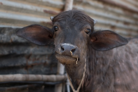 Farmed buffalo calf tied up in an urban dairy in Maharashtra