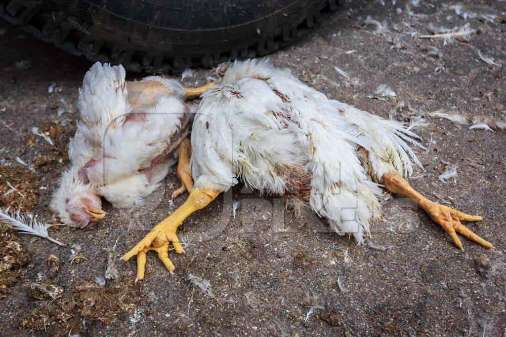 Dead broiler chickens on the ground fallen from transport trucks near Crawford meat market in urban city