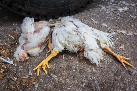 Dead broiler chickens on the ground fallen from transport trucks near Crawford meat market in urban city