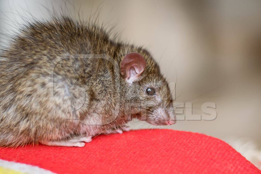 Urban rat in Karni Mata rat temple in Bikaner in India