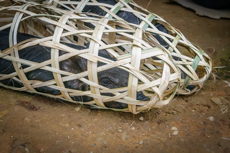 Pigs for sale in woven bamboo baskets in the rural town of Mon