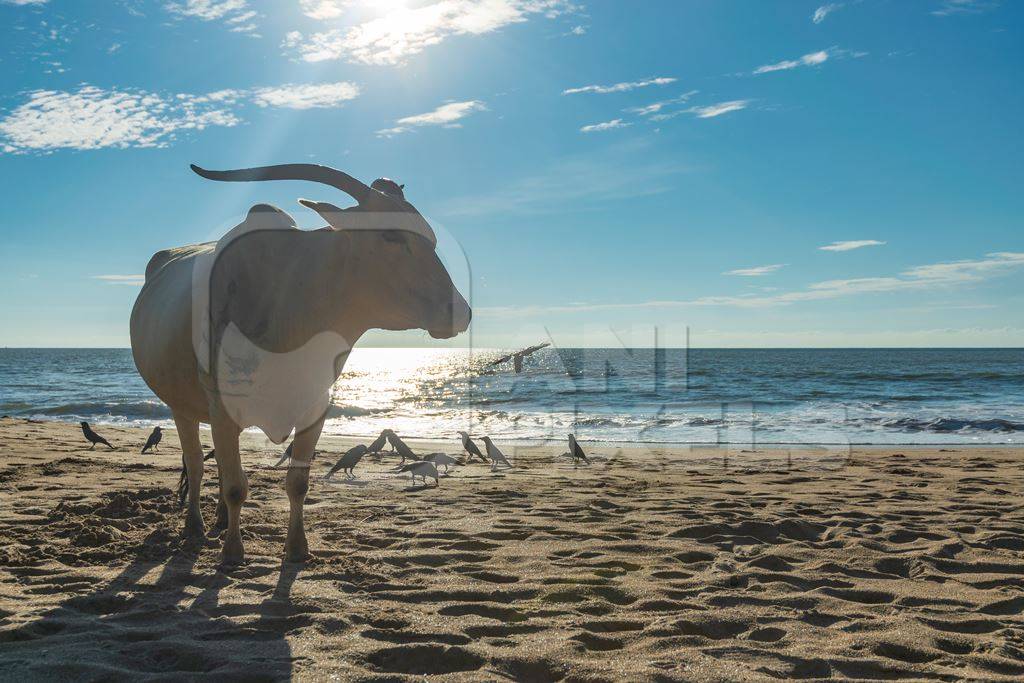 Cow on the beach in Goa, India