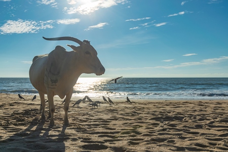 Cow on the beach in Goa, India