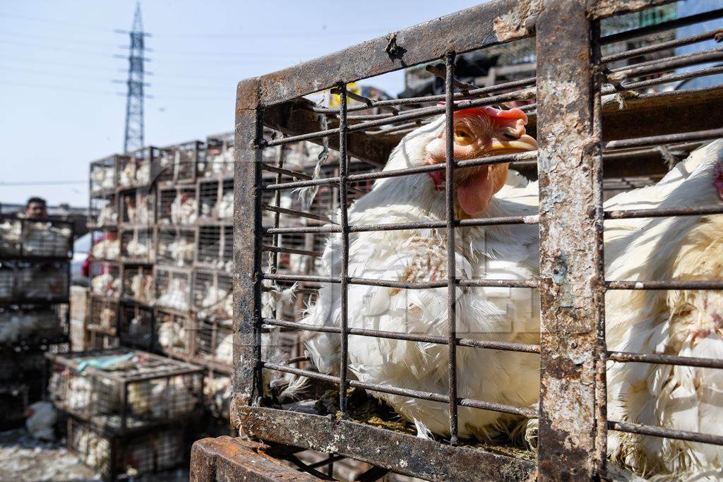 Sick or ill Indian broiler chicken in a small dirty cage or crate at Ghazipur murga mandi, Ghazipur, Delhi, India, 2022