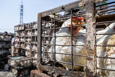 Sick or ill Indian broiler chicken in a small dirty cage or crate at Ghazipur murga mandi, Ghazipur, Delhi, India, 2022