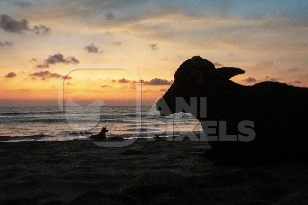 Dark silhouette of  cows on the beach at sunset in Goa, India