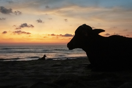 Dark silhouette of  cows on the beach at sunset in Goa, India