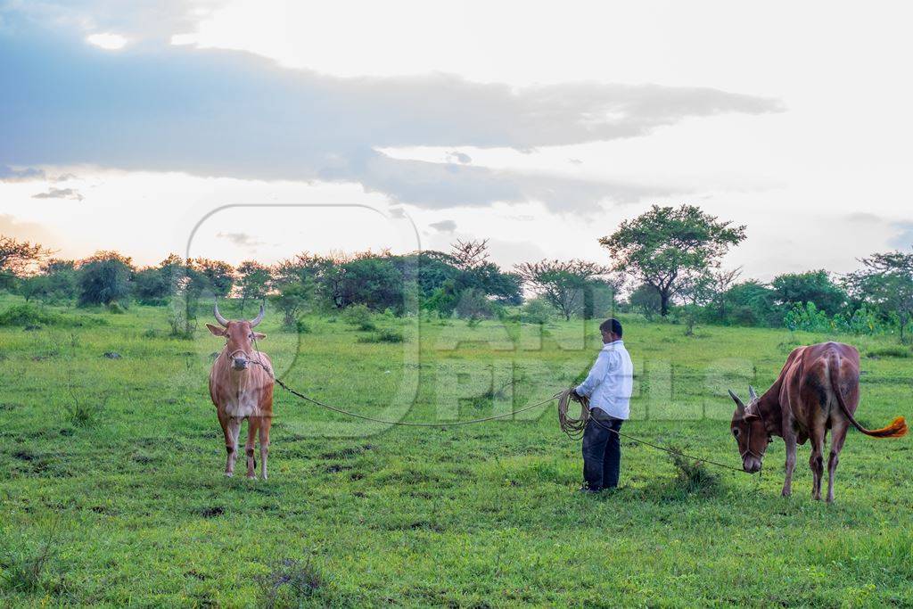 Farmer leading Indian cows or bullocks on ropes in green field with blue sky background in Maharashtra in India