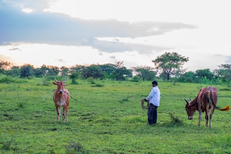 Farmer leading Indian cows or bullocks on ropes in green field with blue sky background in Maharashtra in India