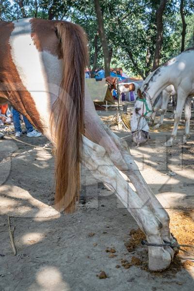 Horses tied up and hobbled at Sonepur horse fair or mela in rural Bihar, India