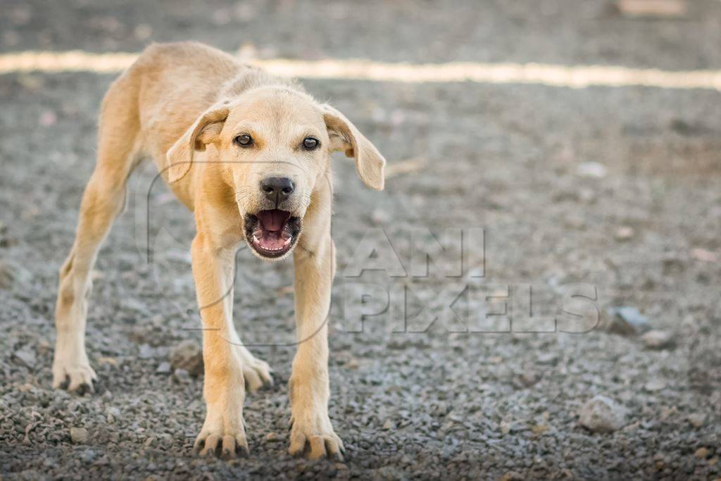 Street puppy barking in the city