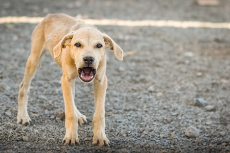 Street puppy barking in the city