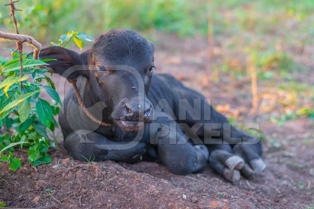 Small baby Indian buffalo calf tied up in an urban dairy on the outskirts of a city, India