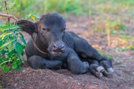 Small baby Indian buffalo calf tied up in an urban dairy on the outskirts of a city, India