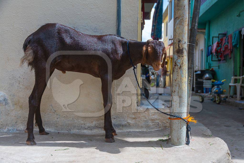 Brown goat tied up outside houses waiting for religious slaughter at Eid in an urban city in Maharashtra