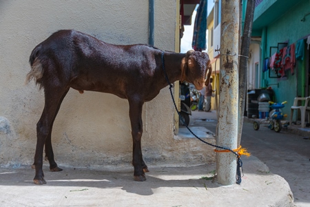 Brown goat tied up outside houses waiting for religious slaughter at Eid in an urban city in Maharashtra