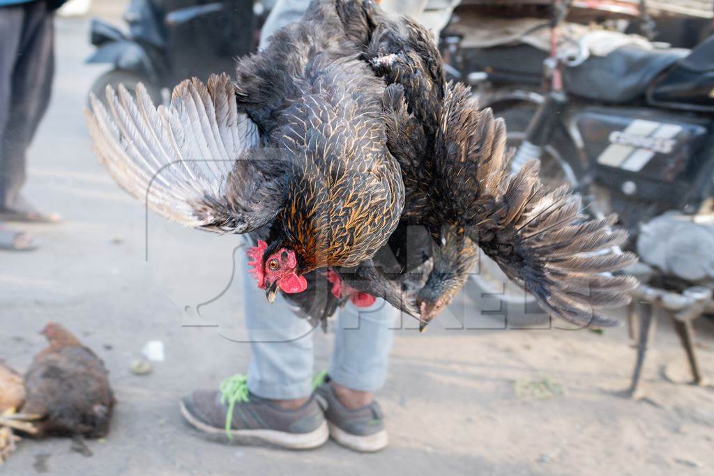 Indian chickens tied together and carried upside down for sale at Wagholi bird market, Pune, Maharashtra, India, 2024