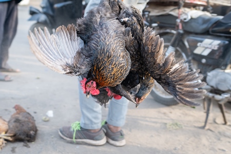 Indian chickens tied together and carried upside down for sale at Wagholi bird market, Pune, Maharashtra, India, 2024