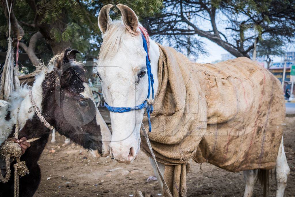 White horse used for marriage with foal standing in a field in Bikaner