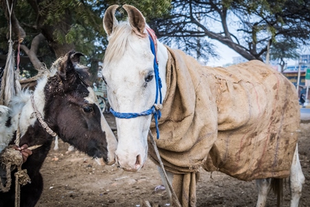 White horse used for marriage with foal standing in a field in Bikaner